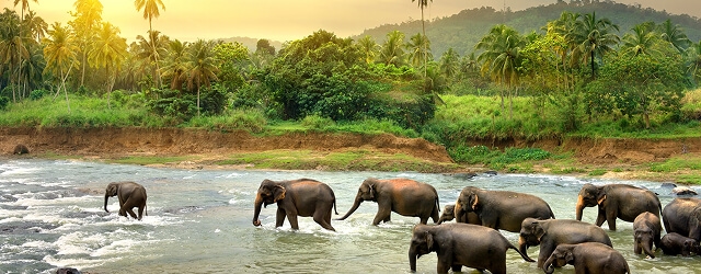 Nature
