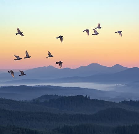 Nature